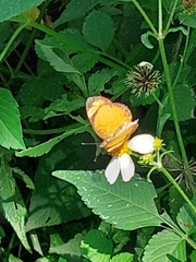 Tegosa anieta luka