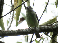 Pachyramphus polychopterus