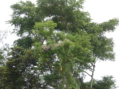 Ipomoea pedicellaris
