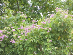 Ipomoea pedicellaris