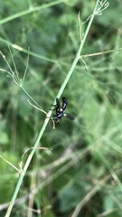 Cylindromyia interrupta