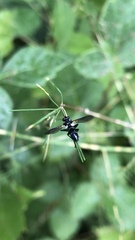 Cylindromyia interrupta