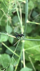 Cylindromyia interrupta