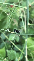 Cylindromyia interrupta