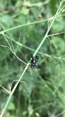 Cylindromyia interrupta