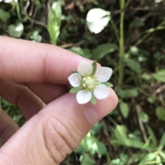 Parnassia parviflora