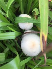 Panaeolus cyanescens