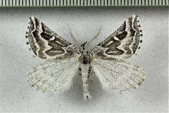 Plataea trilinearia