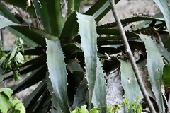 Agave xylonacantha