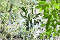 Agave xylonacantha