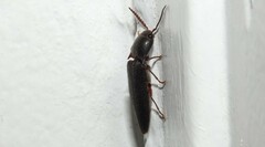 Dicrepidius corvinus