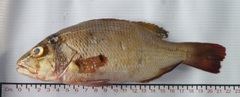 Lutjanus argentiventris