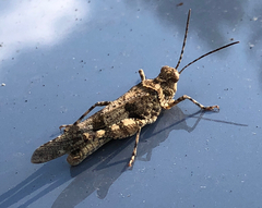 Trimerotropis fontana