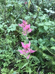 Castilleja raupii