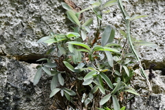 Tradescantia pallida