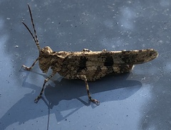 Trimerotropis fontana