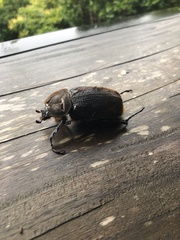 Dynastes septentrionalis