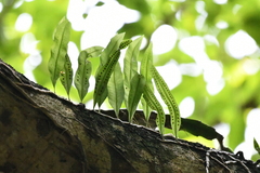 Pleopeltis crassinervata