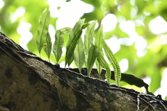 Pleopeltis crassinervata