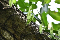 Pleopeltis crassinervata