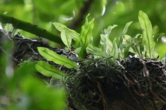 Pleopeltis crassinervata