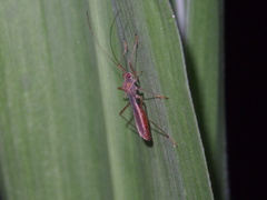Phaenacantha bicolor