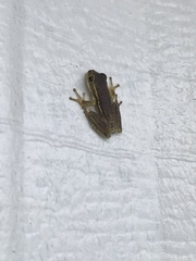 Osteopilus septentrionalis