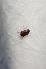Serica atracapilla