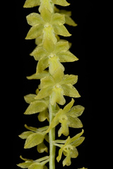 Dendrochilum filiforme