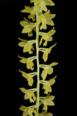 Dendrochilum filiforme