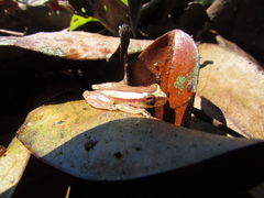 Dendropsophus haddadi