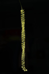 Dendrochilum filiforme