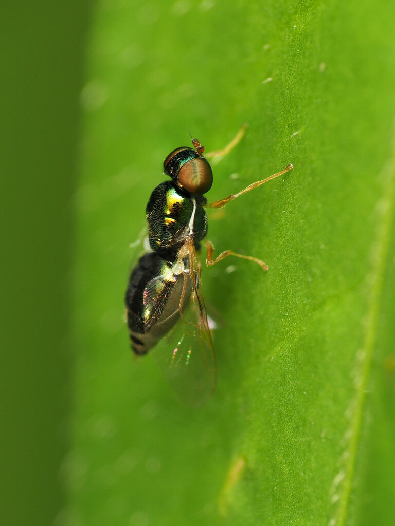 Microchrysa flaviventris from Montgomery, Maryland, United States on ...