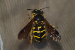 Dianthidium curvatum