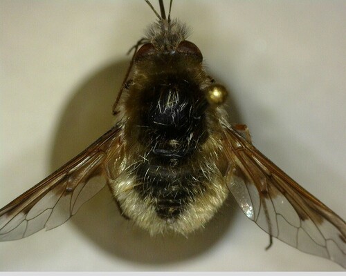 iNaturalist observation photo of Greater Bee Fly