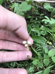 Pyrola minor