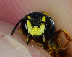 Dianthidium curvatum