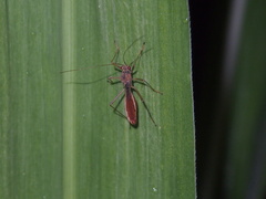 Phaenacantha bicolor