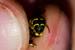 Dianthidium curvatum