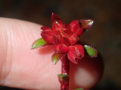 Darwinia sanguinea
