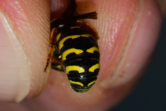 Dianthidium curvatum