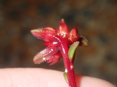 Darwinia sanguinea