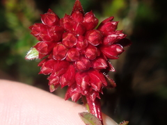 Darwinia sanguinea