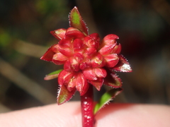 Darwinia sanguinea