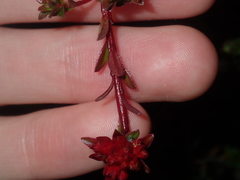 Darwinia sanguinea