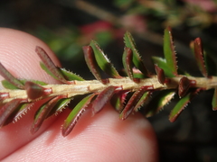 Darwinia sanguinea