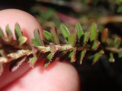Darwinia sanguinea