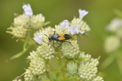 Macrosiagon dimidiata