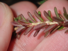 Darwinia sanguinea
