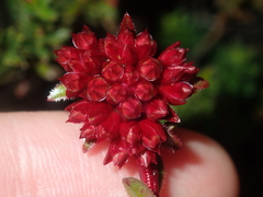 Darwinia sanguinea